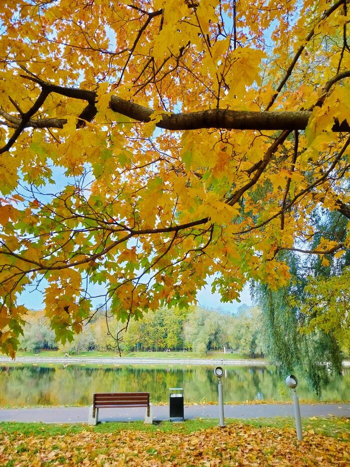 Autumn in the park - My, The park, Autumn, The photo, Nature, Russia, Tree