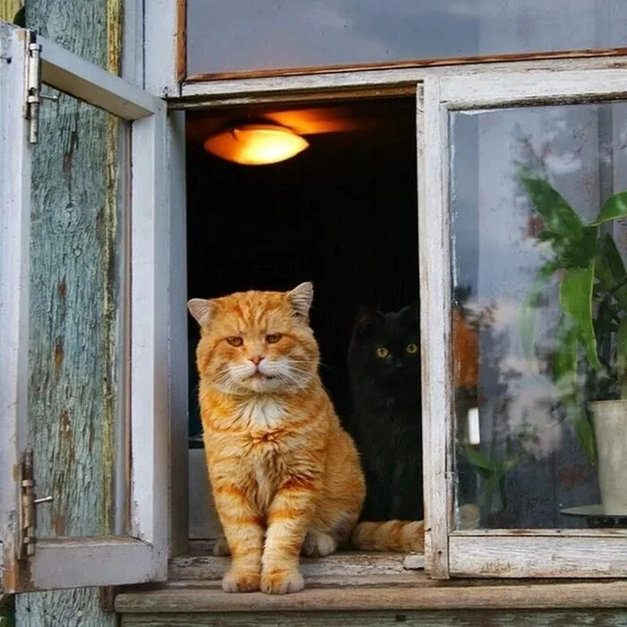 Зловещая чёрная тень скользнула ему за спину... - Фотография, Кот, Черный кот, Животные, Домашние животные, Окно, Деревня, Погладь кота