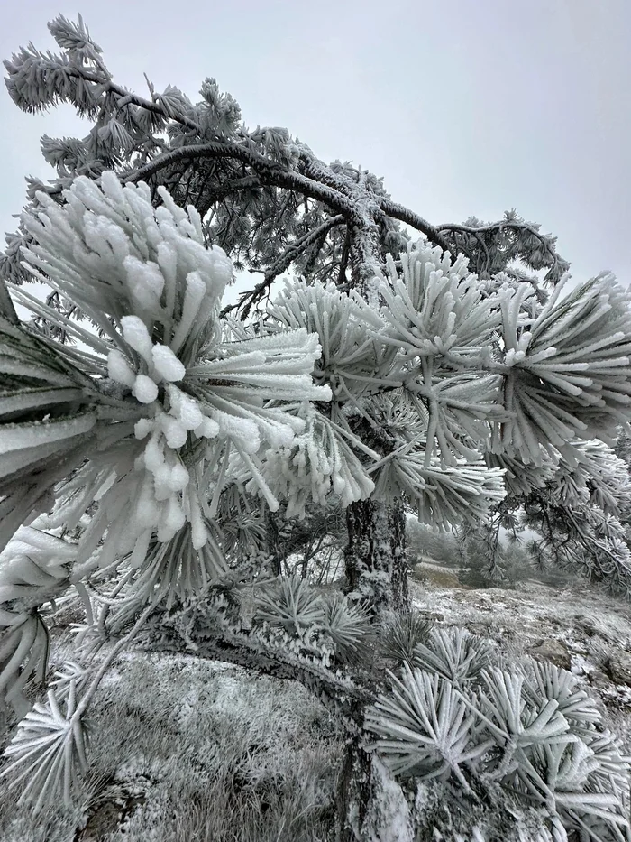 Crimean views - The photo, Ai-Petri, Crimea, freezing, Frost, wildlife, Tree, Conifers, Telegram (link), Longpost