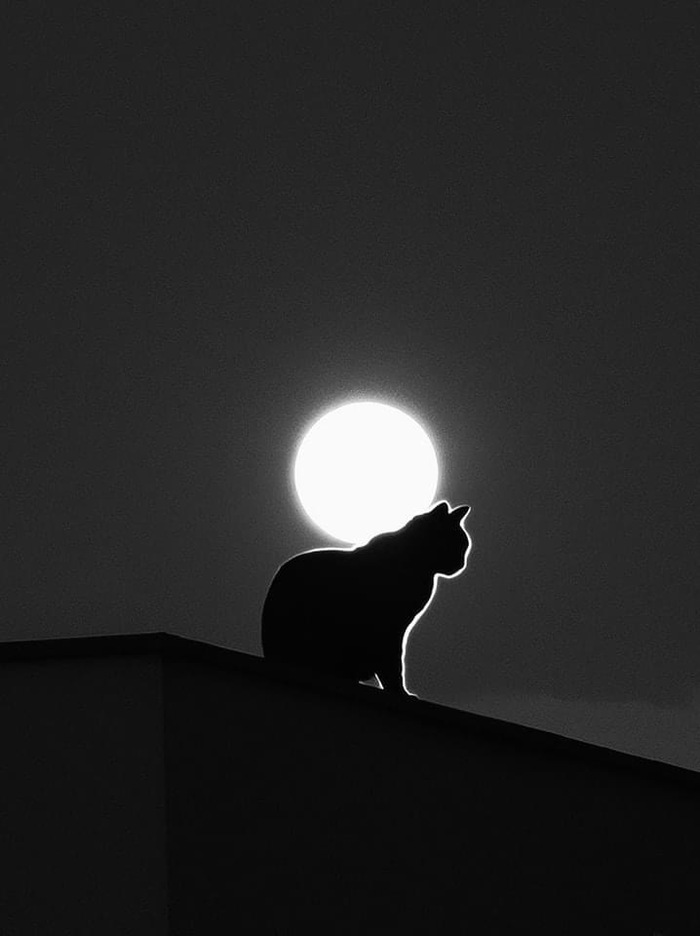 Лунный котик