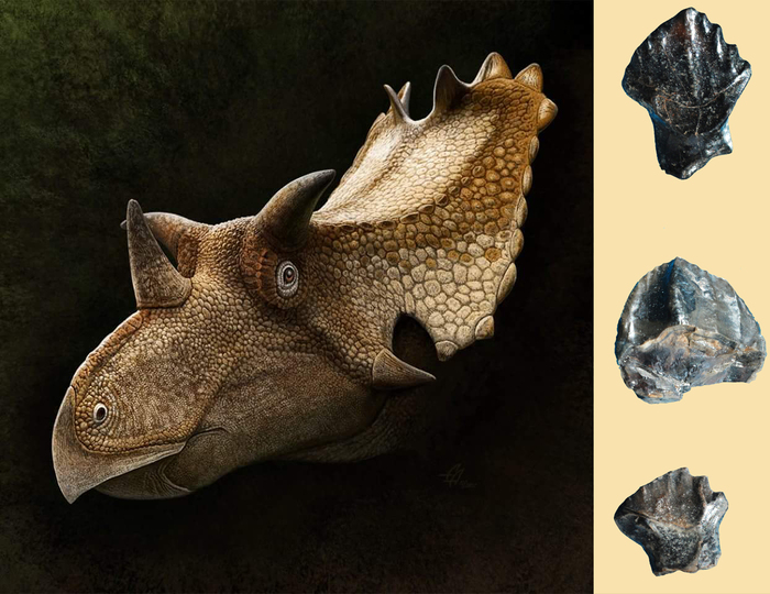 Коллаж из реконструкции цератопса А. Атучина и зубов, найденных на каканаутском местонахождении.