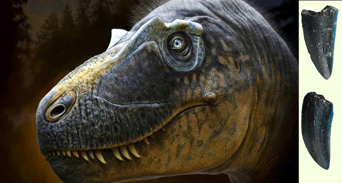 Коллаж из реконструкции тиранозаврида А. Атучина и зубов, найденных на каканаутском местонахождении.