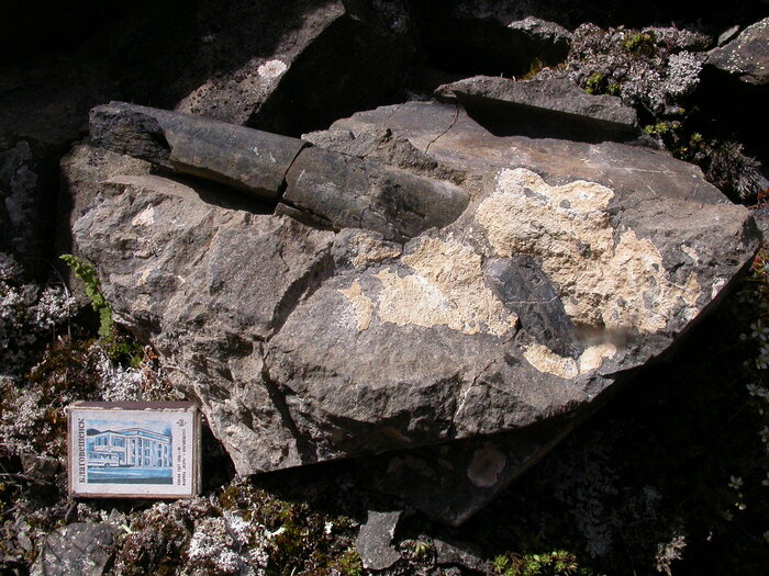 Кости гадрозавра, найденные на каканаутском местонахождении. Фото Л. Головневой.