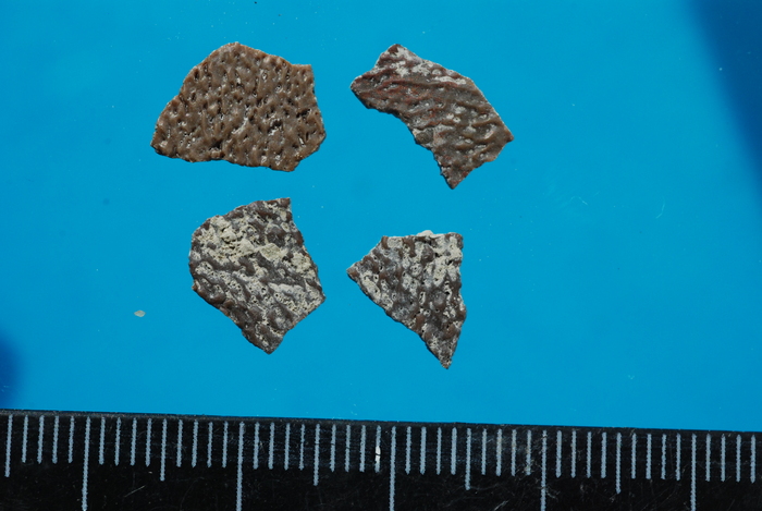 Скорлупа яиц каканаутских динозавров. Фото Л. Головневой.