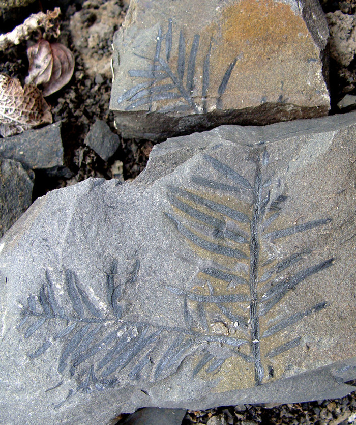 Секвойя. Фото Л. Головневой.