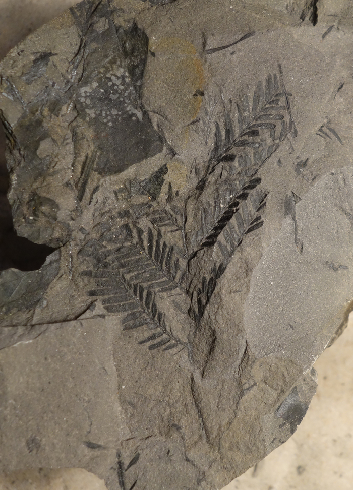 Метасеквойя. Фото А. Золиной.