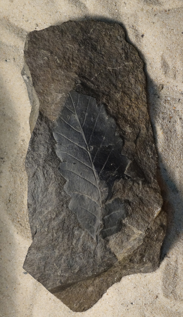 Буковое фагописифиллум. Фото А. Золиной.