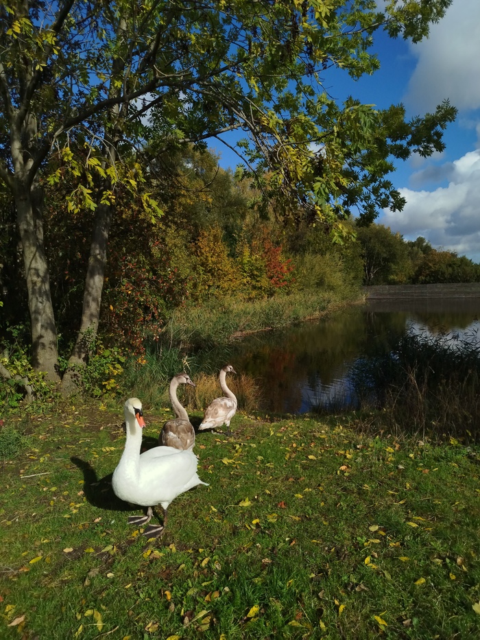 Германия, Вернигероде, небольшое озеро.