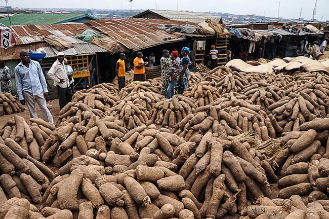 Vegetables: yams - My, Plants, Nutrition, Botany, Entertaining botany, Vegetables, Botanical Museum, Longpost