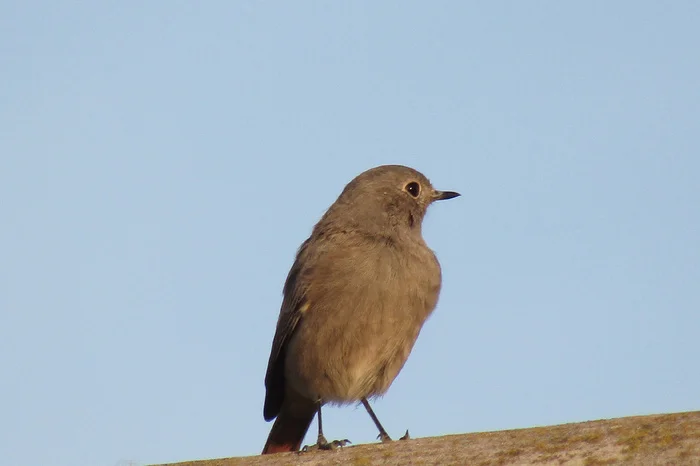 What kind of bird is this? - My, Birds, Bird watching, Summer, Village, Who is this?, Longpost