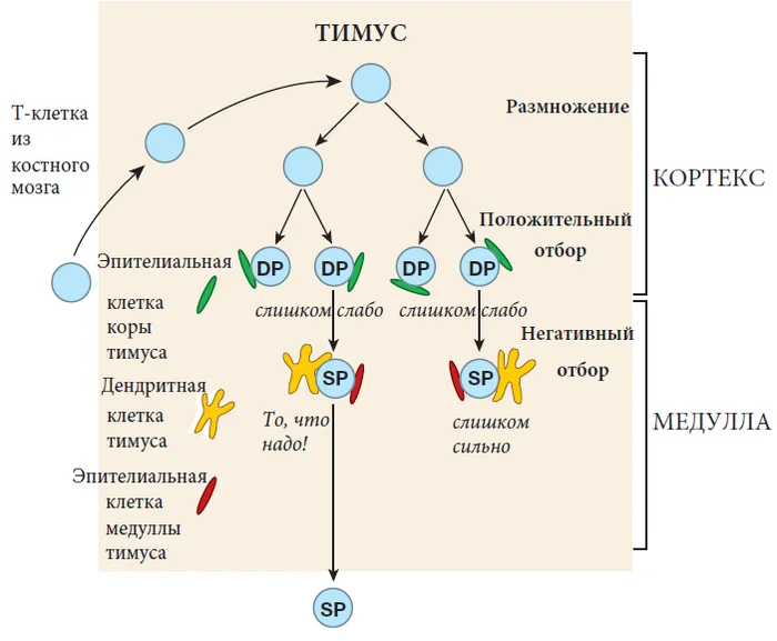 How the Immune System Works, Lecture 8, Part 9 (Part 82) - The science, Biology, The medicine, Immunity, Translation