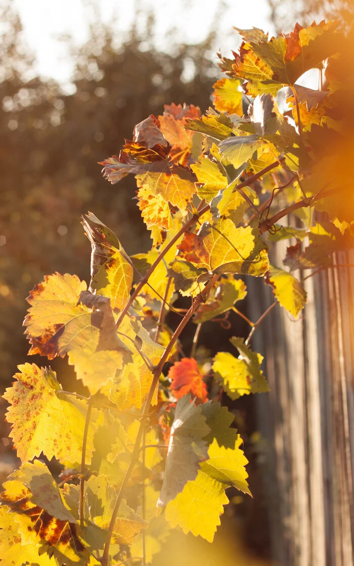 Autumn - My, The photo, Autumn, Plants, Grape, The street