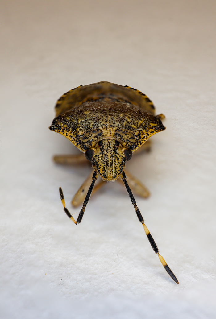 Сверху точек как то больше чем снизу.