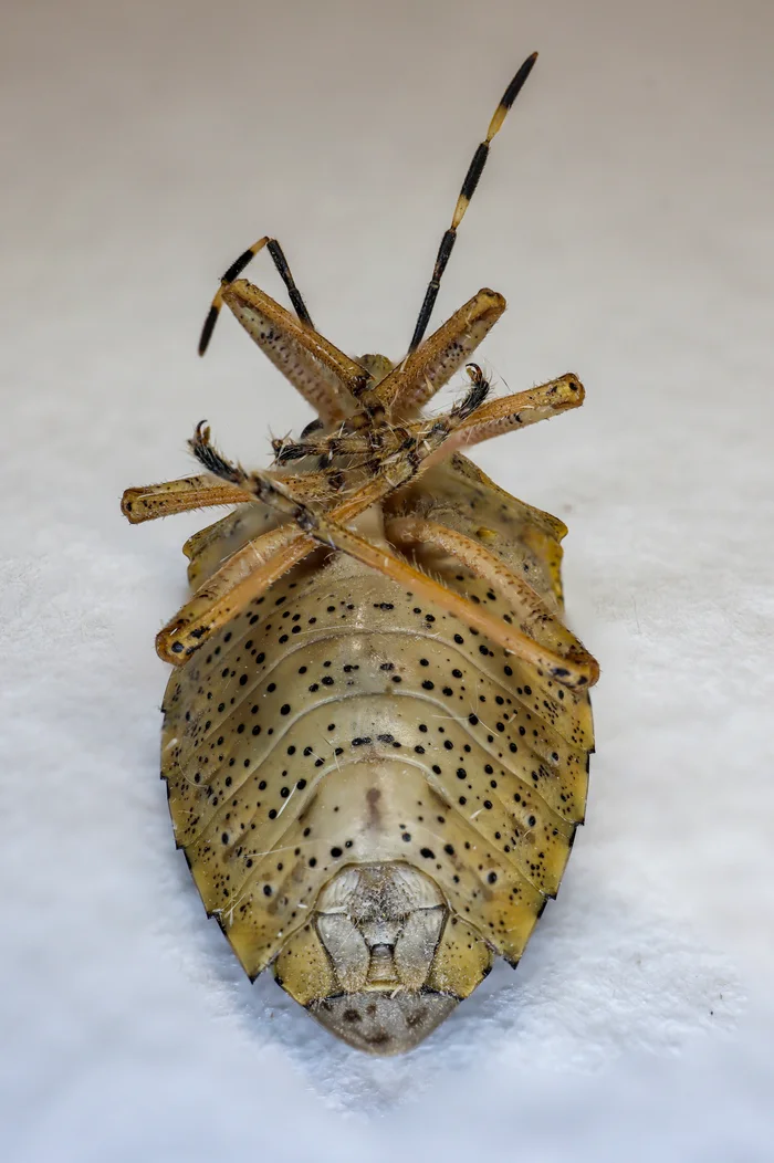 Photo project Let's take a closer look post #113. Marmorated stink bug - My, Macro photography, Microfilming, Nature, The photo, Insects, Bedbugs, Longpost