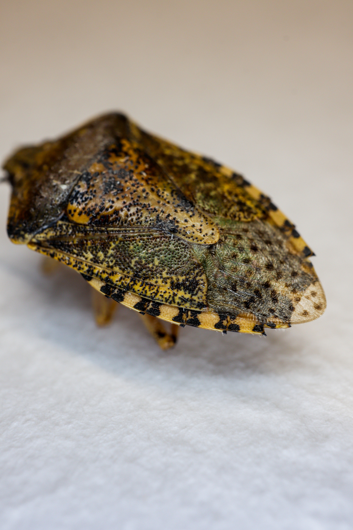 Видна нижняя часть крыльев