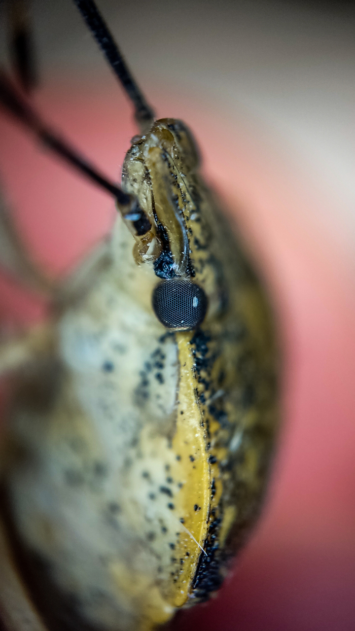 Вот такие глазищи