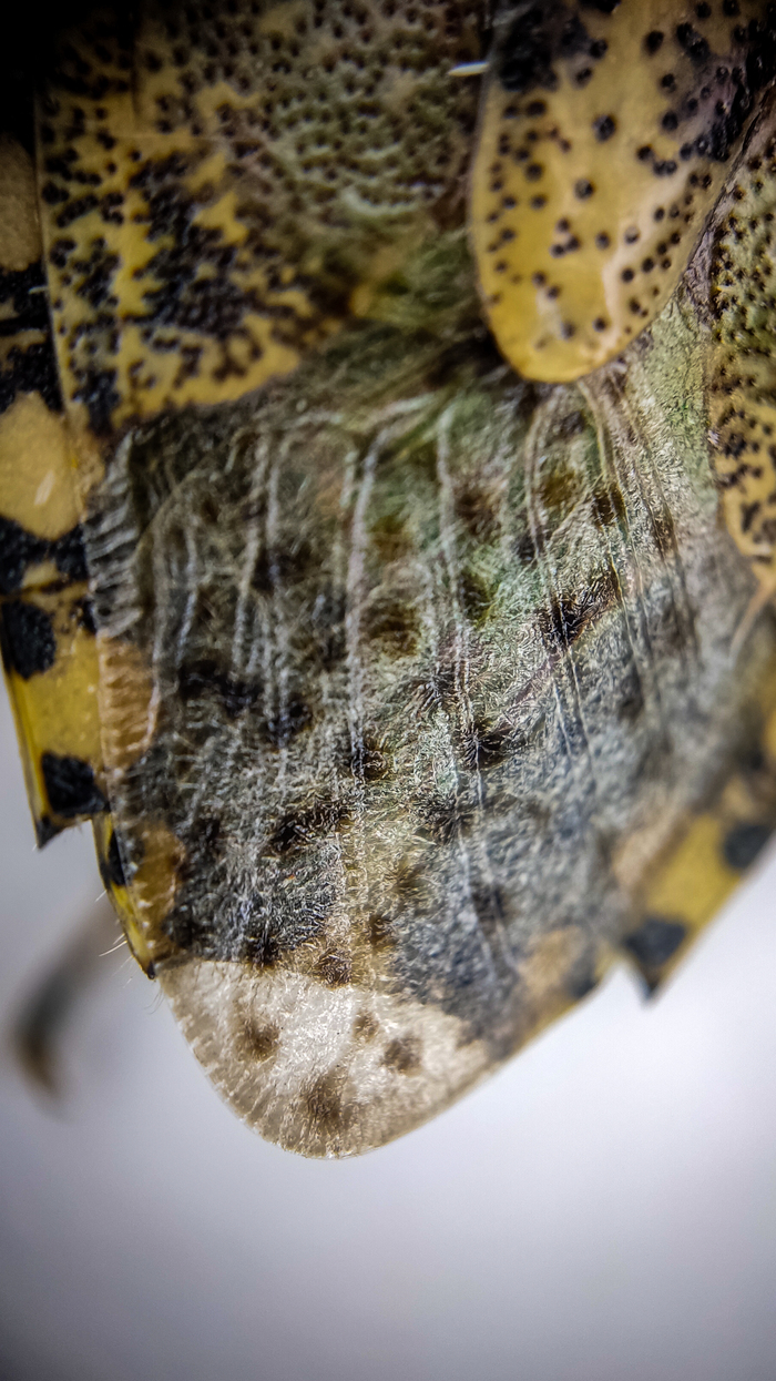 Вот и мохнатые крылья