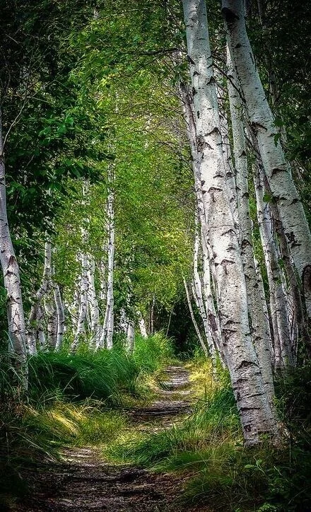 Among the birches - The photo, Nature, Forest, Birch, Path, Beautiful view