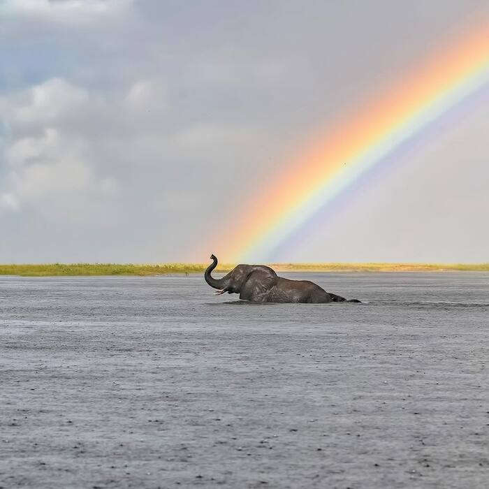 Elephant and Rainbow - Elephants, Wild animals, wildlife, Water, Rainbow, Africa, The photo