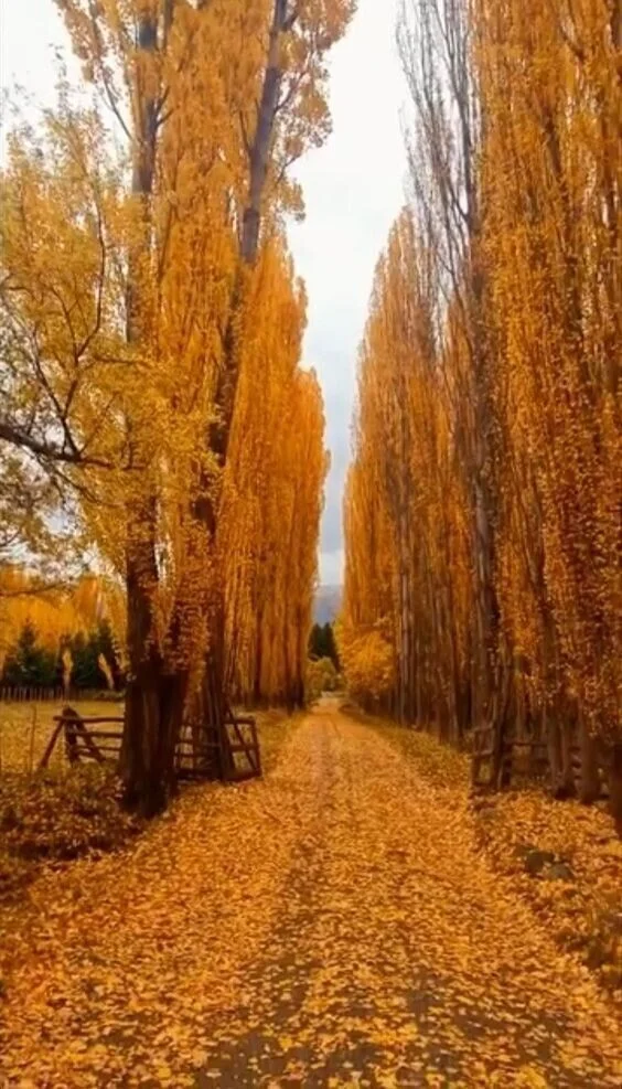 Autumn - The photo, Nature, Autumn, Road, Leaves, Beautiful view