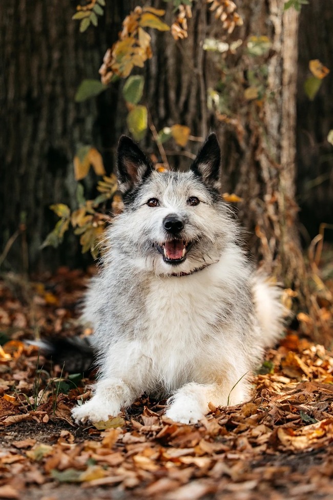 Sweet, charismatic and incredibly charming dog Sonechka as a gift - Dog, Shelter, Homeless animals, Overexposure, In good hands, Moscow, Longpost