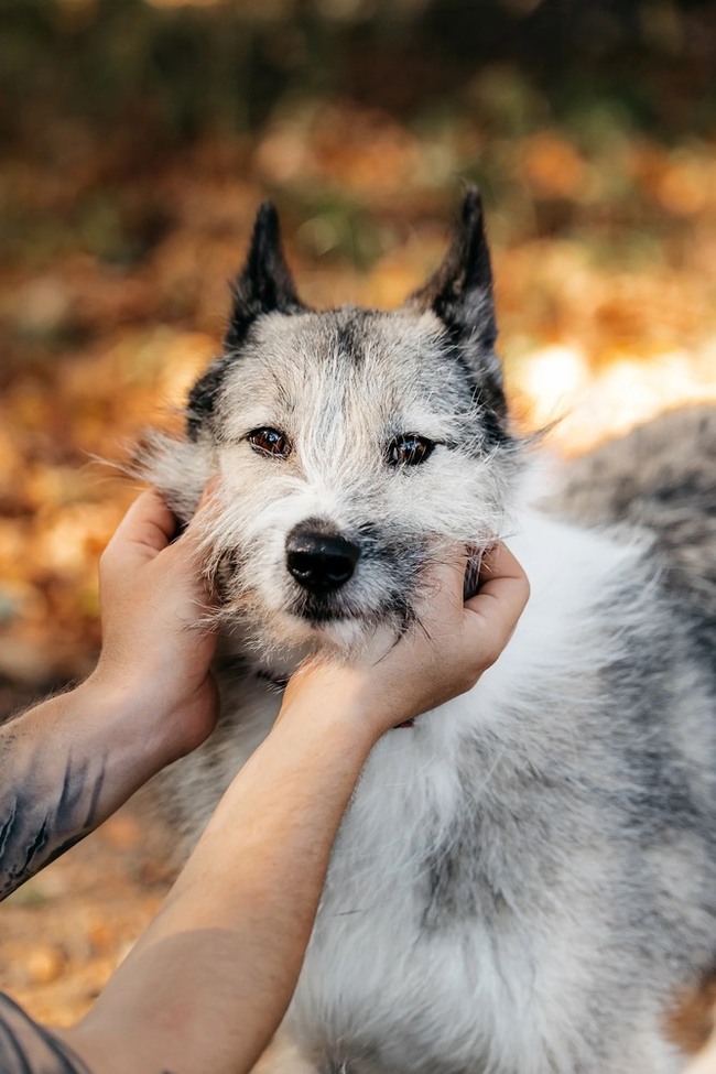 Sweet, charismatic and incredibly charming dog Sonechka as a gift - Dog, Shelter, Homeless animals, Overexposure, In good hands, Moscow, Longpost