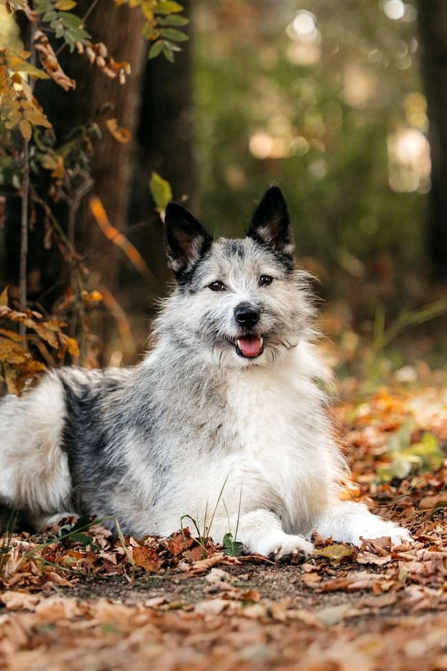 Sweet, charismatic and incredibly charming dog Sonechka as a gift - Dog, Shelter, Homeless animals, Overexposure, In good hands, Moscow, Longpost