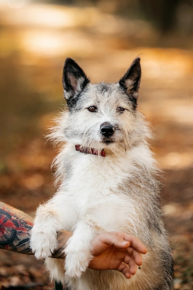 Sweet, charismatic and incredibly charming dog Sonechka as a gift - Dog, Shelter, Homeless animals, Overexposure, In good hands, Moscow, Longpost