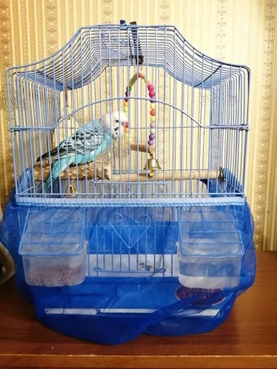 Mesh cover for a parrot cage from AliExpress - Products, AliExpress, Chinese goods, Net, Case, A parrot, Cell, Longpost