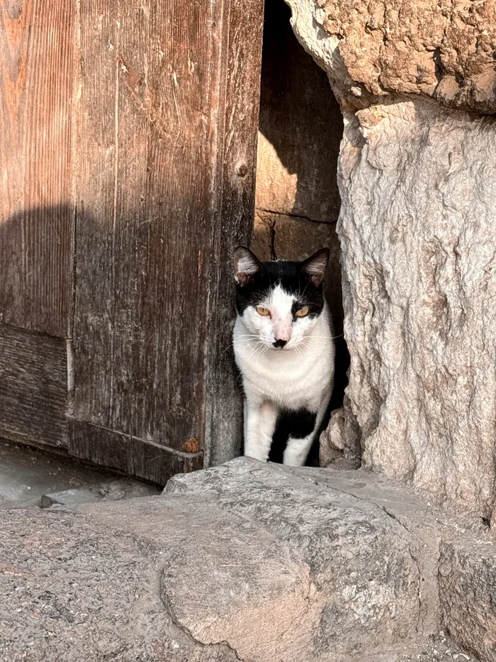 KITLER - Моё, Египет, Кот, Адольф Гитлер, Показалось, Фотография