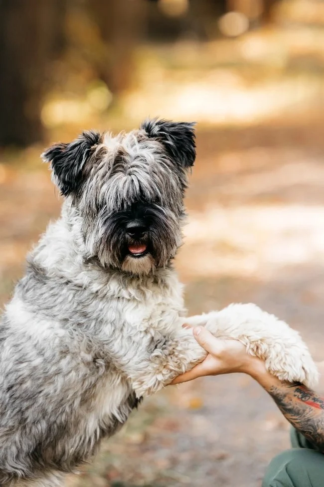 Mittelschnauzer Nyusha as a gift - In good hands, Overexposure, Shelter, Homeless animals, Moscow, Moscow region, Dog, Volunteering, Longpost