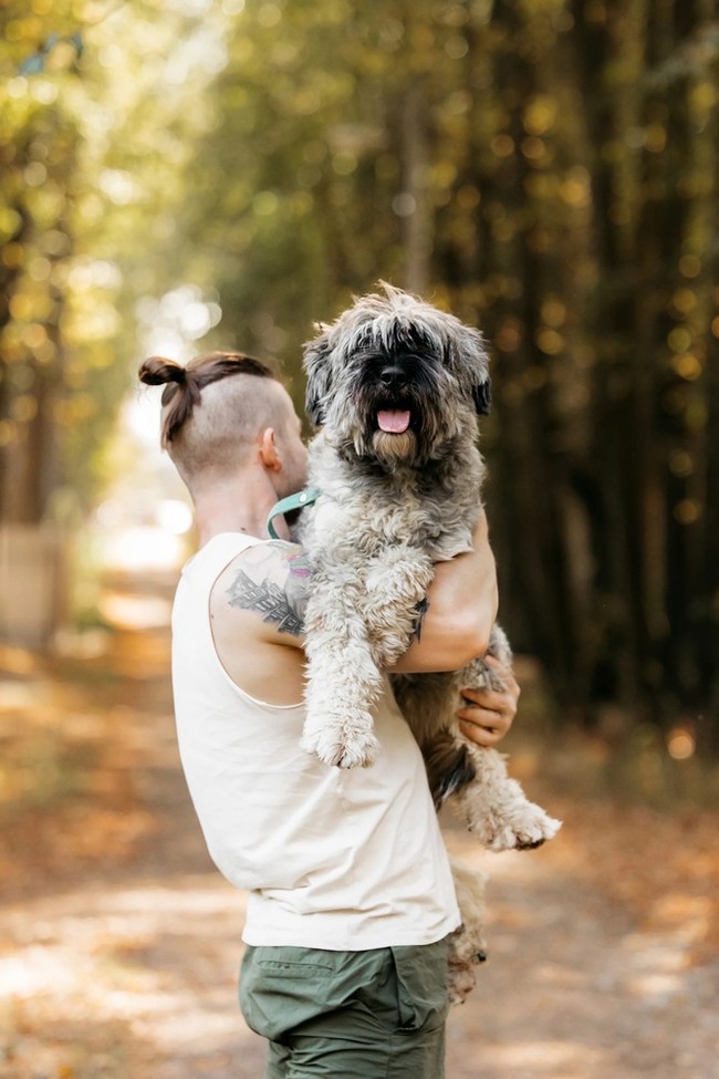 Mittelschnauzer Nyusha as a gift - In good hands, Overexposure, Shelter, Homeless animals, Moscow, Moscow region, Dog, Volunteering, Longpost