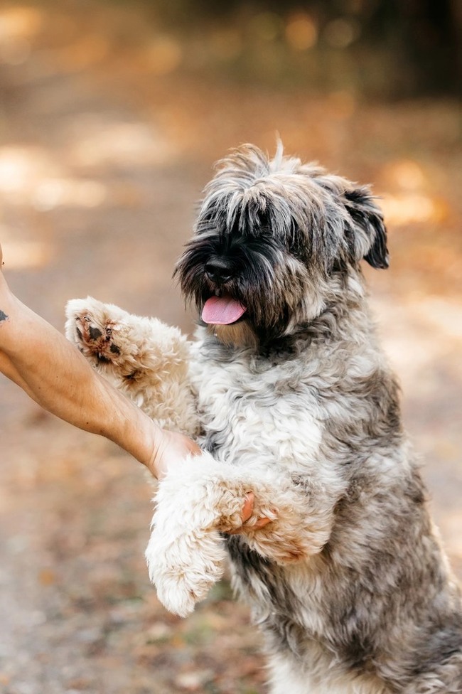 Mittelschnauzer Nyusha as a gift - In good hands, Overexposure, Shelter, Homeless animals, Moscow, Moscow region, Dog, Volunteering, Longpost