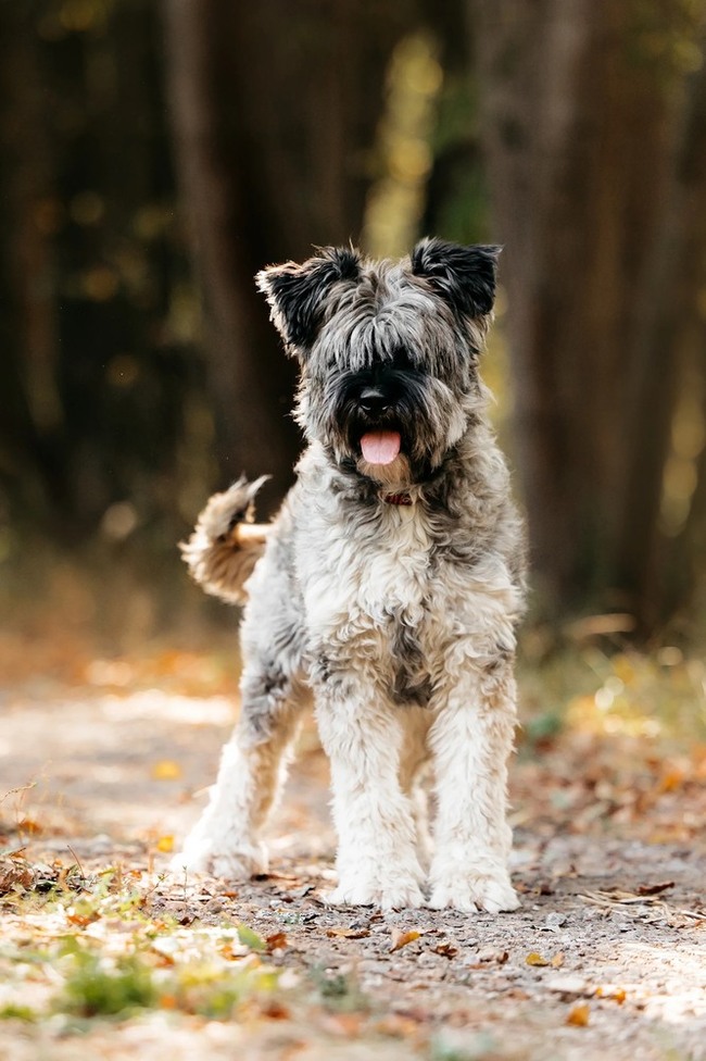 Mittelschnauzer Nyusha as a gift - In good hands, Overexposure, Shelter, Homeless animals, Moscow, Moscow region, Dog, Volunteering, Longpost