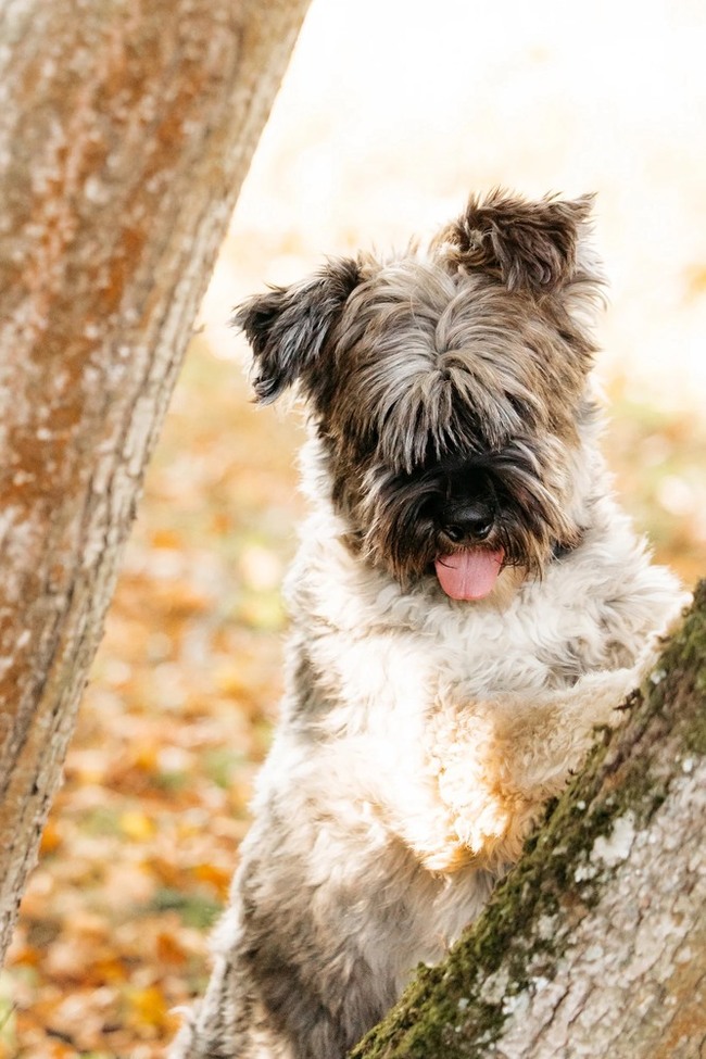 Mittelschnauzer Nyusha as a gift - In good hands, Overexposure, Shelter, Homeless animals, Moscow, Moscow region, Dog, Volunteering, Longpost