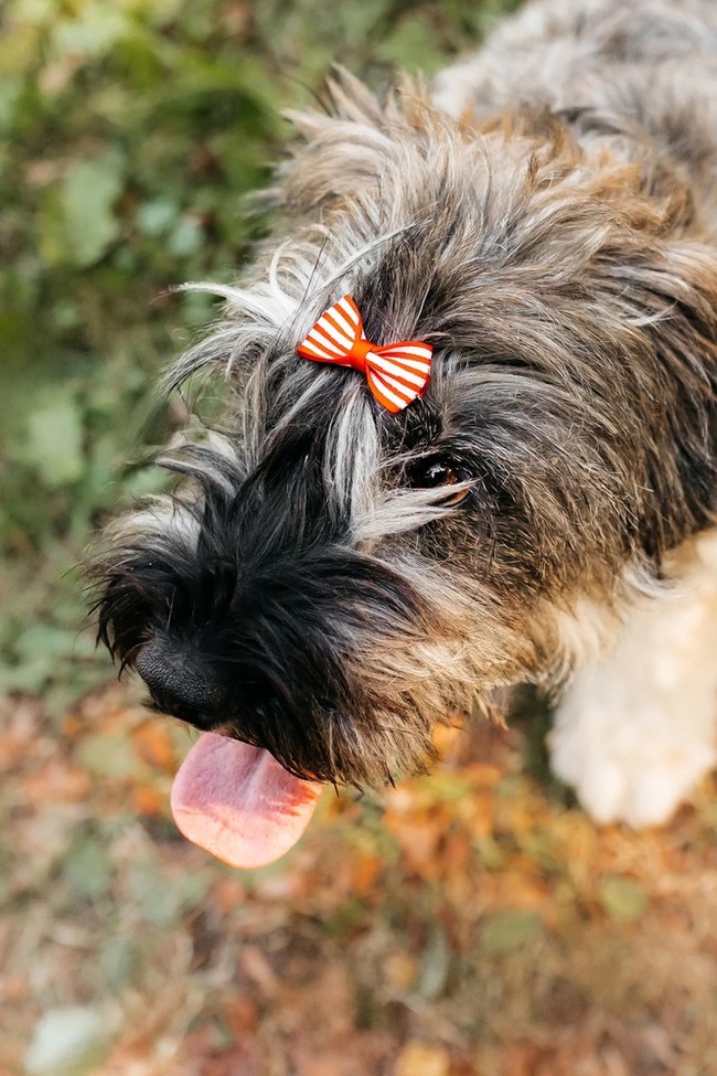 Mittelschnauzer Nyusha as a gift - In good hands, Overexposure, Shelter, Homeless animals, Moscow, Moscow region, Dog, Volunteering, Longpost