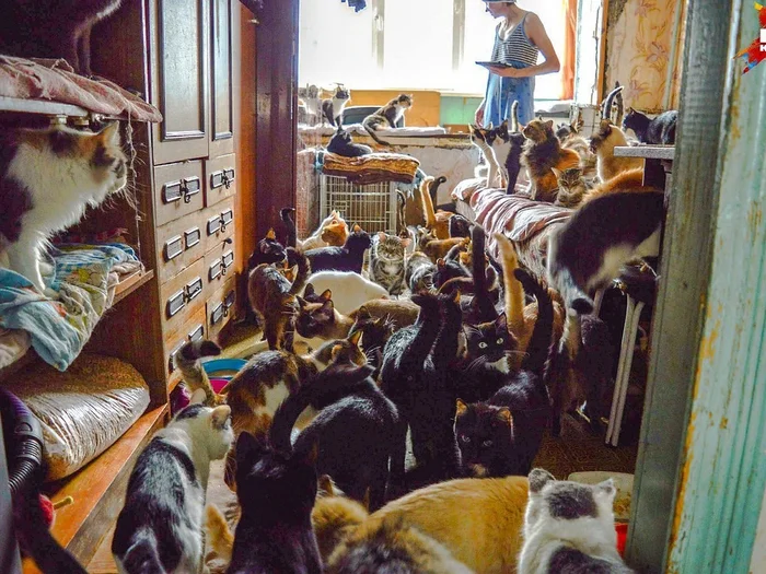 The man kept 30 cats in his apartment and turned the entire entrance into a garbage dump. The neighbors managed to evict the animals only through the court - My, Court, Right, Law, Lawyers, League of Lawyers, cat, Sanpin, Rospotrebnadzor, Prosecutor's office, Moscow, Fine, Coap RF, Cat lovers, Neighbours, Lodging, Troubled neighbors