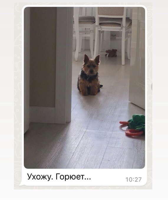 Today's cutest: Dad's notes about the dog - Dog, Dad, Milota, Humor, Screenshot, Telegram (link), Longpost