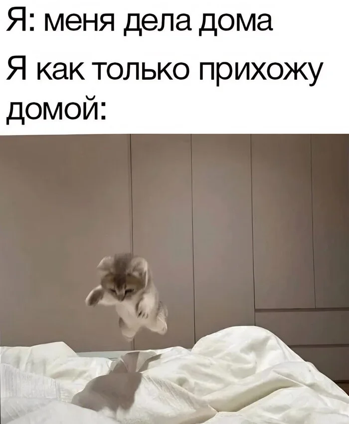 A little about business - Psychology, Психолог, Humor, Picture with text, cat, Memes, House, Strange humor, Dialog, Telegram (link), Kittens, Bed