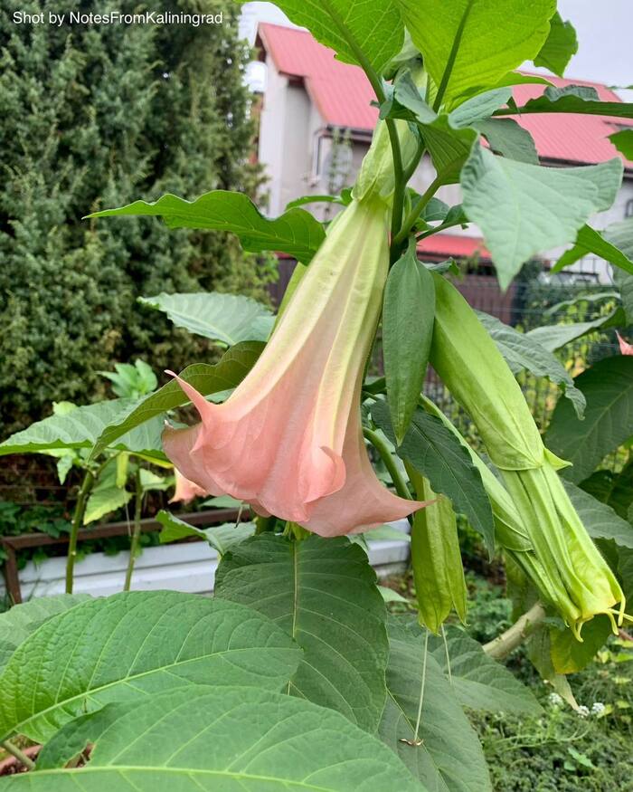 Brugmansia - My, Bloom, Plants, City walk, Street photography, The photo, Flowers, Kaliningrad, Kaliningrad region, Longpost