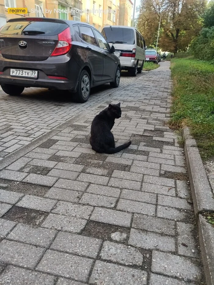 City beauties - My, cat, Kaliningrad, City walk, Fluffy, Pet the cat, Kaliningrad region, Street photography, The photo