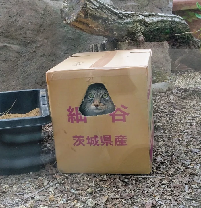 He said, Let's go! - Wild animals, Zoo, Predatory animals, Cat family, Pallas' cat, Small cats, Box