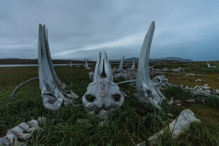 Whale Graveyard - My, Travels, Nature, Chukotka, Whale, wildlife, The nature of Russia, Дальний Восток, North, Rare view