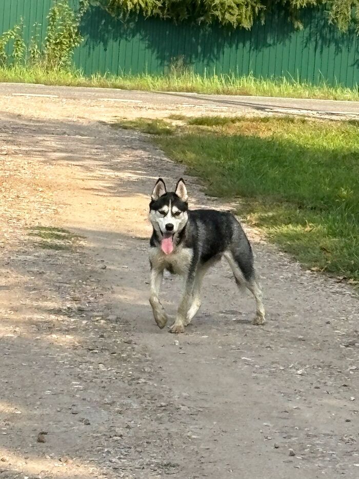 Abandoned husky girl Alaska. Needs a home urgently! - My, The rescue, Puppies, Dog lovers, Homeless animals, Overexposure, Longpost, Volunteering, Good league, Lost, Shelter, In good hands, The photo, Dog