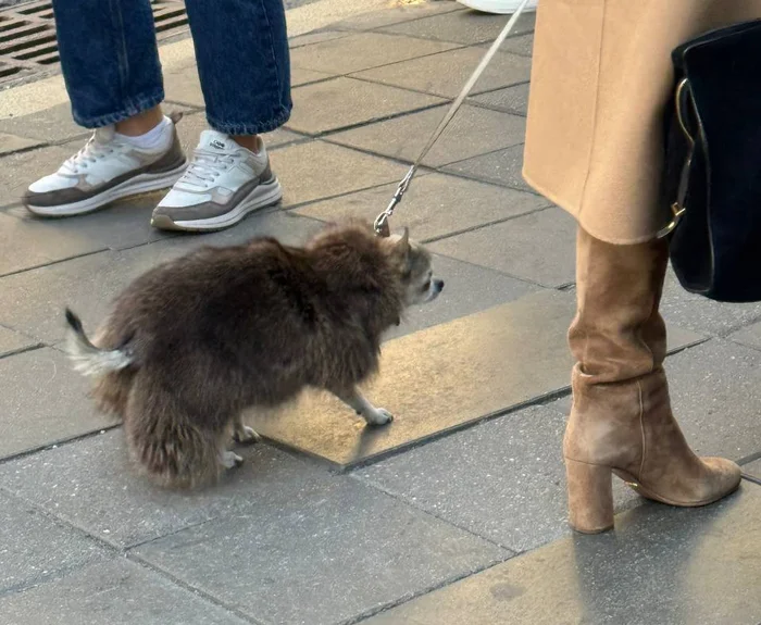 Собака на Патриках в шубе, а ты нет - Москва, Юмор, Шуба, Собака, Патриаршие пруды, Центр города, Лакшери, Тепло, Норка, Собачники, Дама с собачкой, Собачьи дела, Прогулка по городу, Прогулки по Москве, Пешие прогулки, Осень, Модный приговор, Стиль, Милота