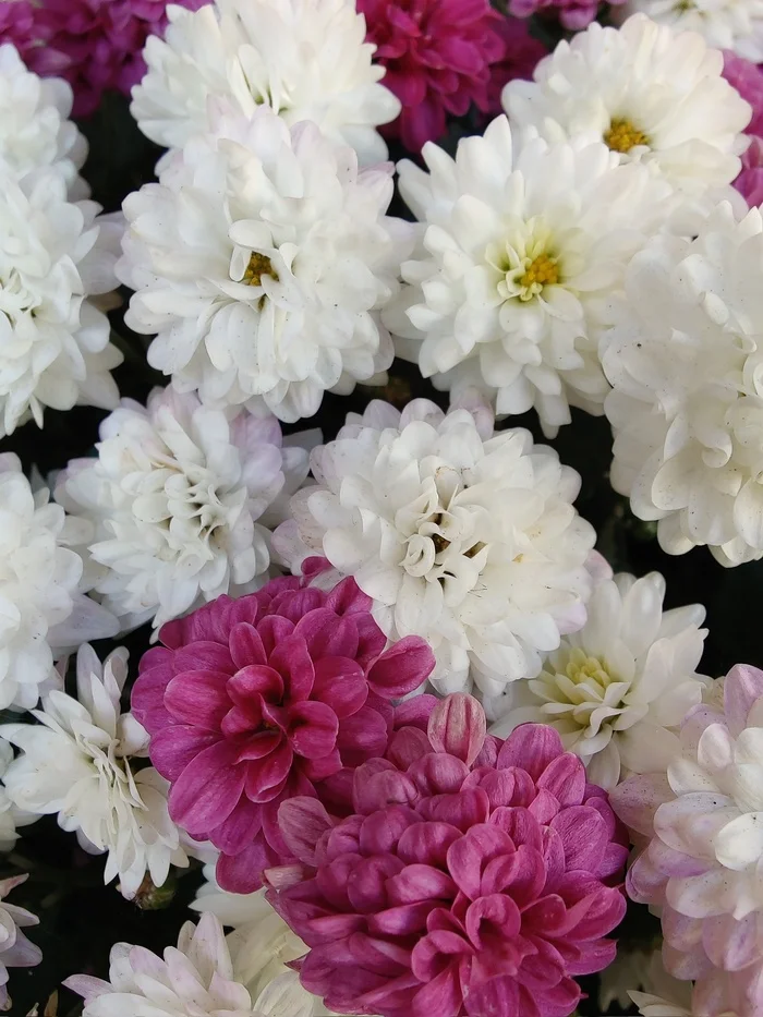 Chrysanthemum - My, Chrysanthemums, Flowers, City walk, Nature, Longpost, The photo