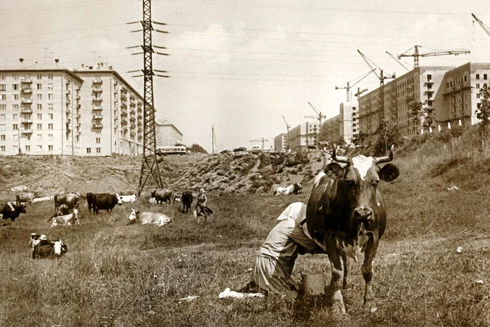 Москва деревенская. Что было на месте спальных районов? - Москва, Сделано в СССР, СССР, Советское, Прошлое, Pastvu, Старое фото, Фотография, Красота, Черно-белое фото, Спальный район, Деревня, Столица, Telegram (ссылка), Длиннопост