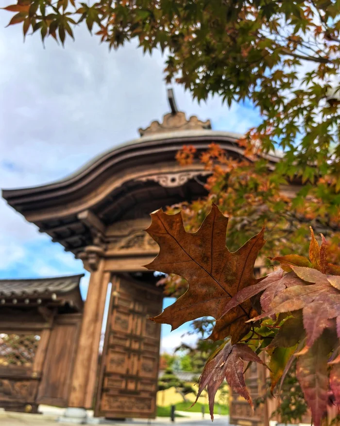 October Colors in the Japanese Garden - My, Mobile photography, The photo, Huawei, Japanese Garden, Galitsky Park, Krasnodar Park, Krasnodar, Longpost