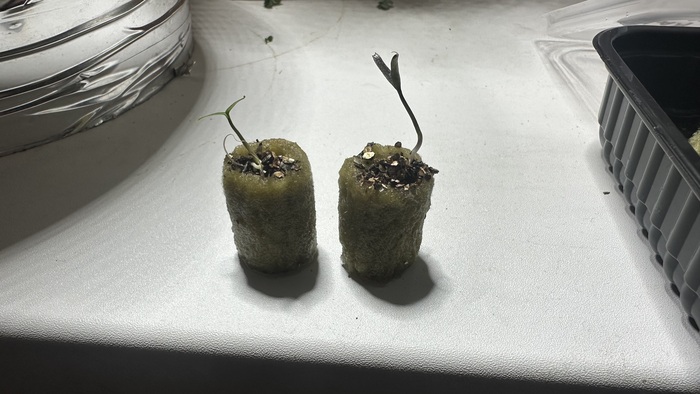 (отдал) Отдам ростки перца в Екатеринбурге