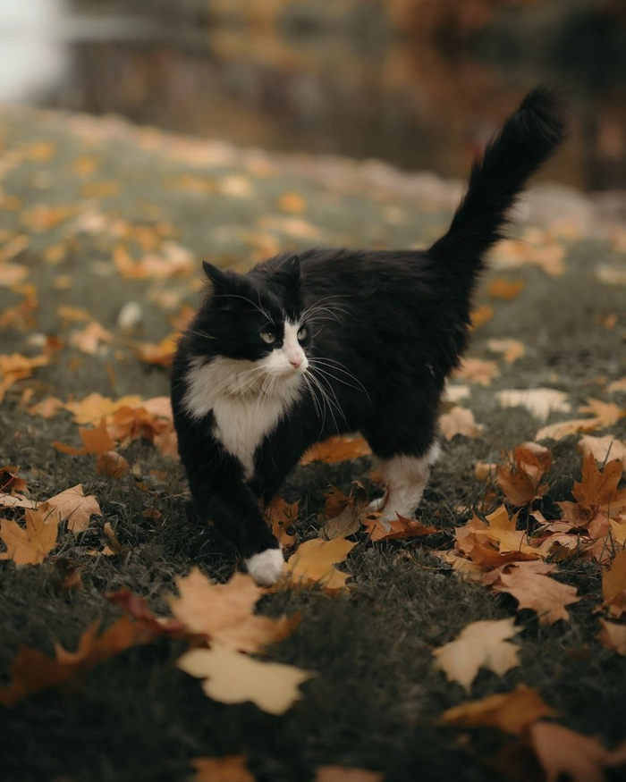 ����������� ������� ���, ���� ������ ����� � ���� �����